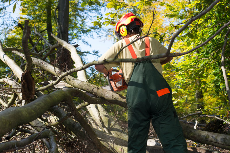Customize Your Insurance Coverage with These Policies for Tree Service Contractors